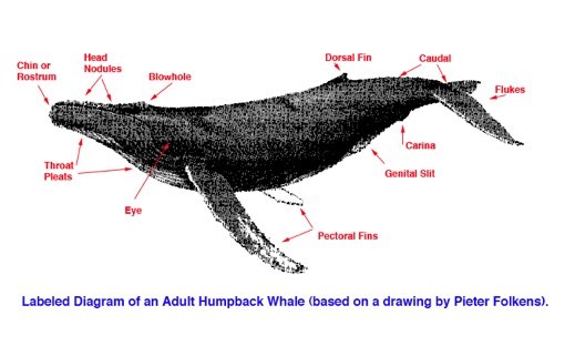 Humpback Whale Sex 59