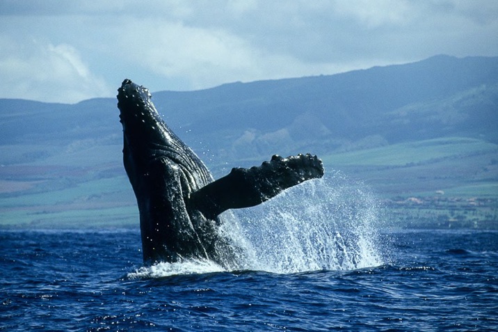 Humpback whale fluke