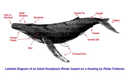 Humpback whale anatomy diagram