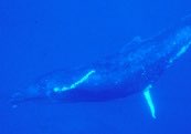 Humpback whale fluke example