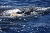 Humpback whale fluke and body markings