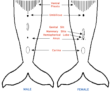 Humpback whale gender determination diagram