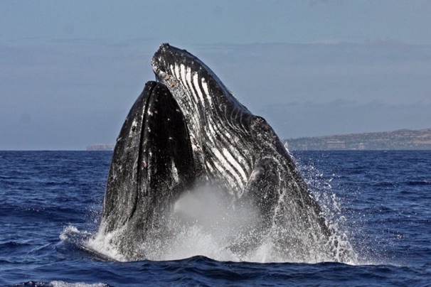 Humpback whale at the surface